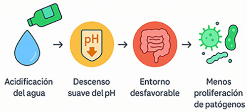 Por qué adificar el agua de beber protege el intestino de tus Palomas y Pájaros. Por qué adificar el agua de beber protege el intestino de tus Palomas y Pájaros.